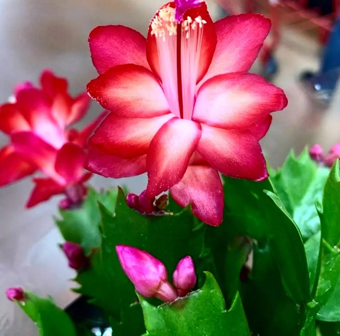 4" Pot Live Thanksgiving Christmas Cactus Red Schlumbergera, Indoor Plant for Holiday Decor, Low Maintenance Houseplant