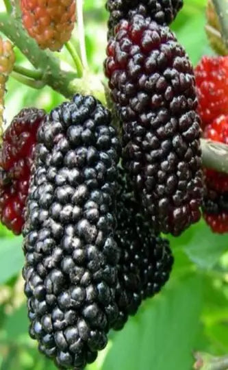 Red Mulberry Fruit Tree Seedling 1' Live Morus Rubra Bare Root USA - Edible Berries & Ornamental Foliage for Gardens