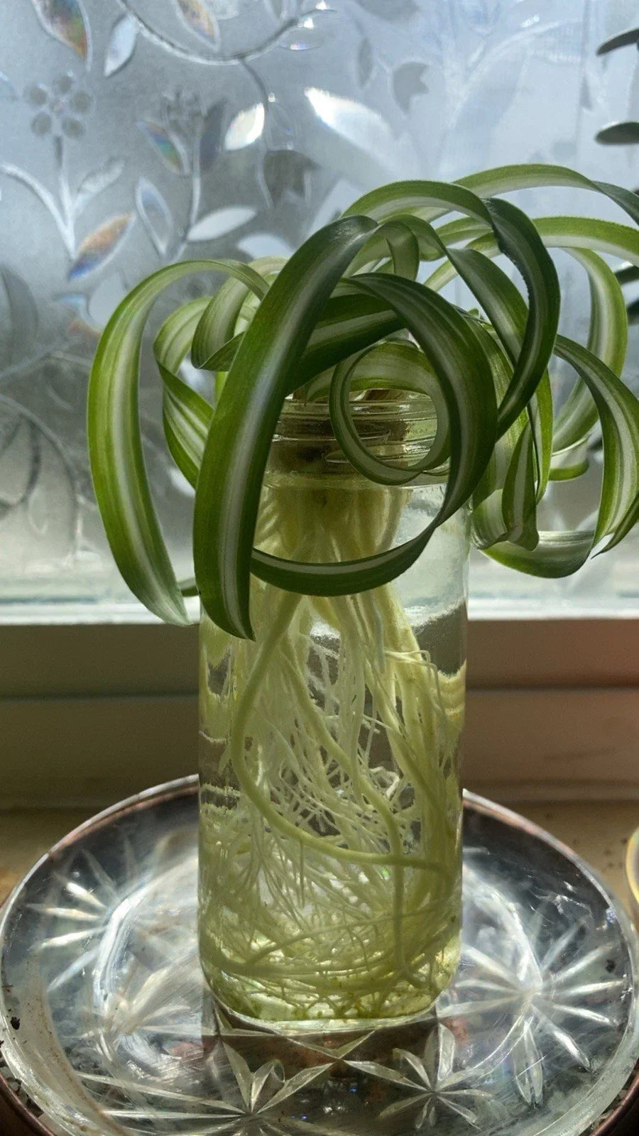 Spider Plants - Curly Baby Cuts - Bonnie Variety - Live Plant - Chlorophytum comosum - Indoor Air Purifying Plant