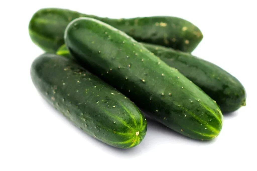 Carolina Cucumber Seeds - Organic Heirloom - 200+ Non-GMO Seeds - Cucumis sativus - Ideal for Home Gardens and Container Growing