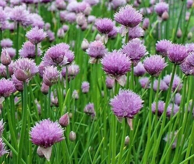 Chives Seeds 500+ Perennial Herb Allium Schoenoprasum Culinary Garden Plants
