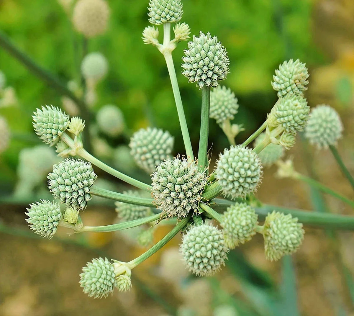 Rattlesnake Master Seeds 100 Pack - Hardy Herbaceous Eryngium yuccifolium - Drought-Tolerant Pollinator Plant for Garden