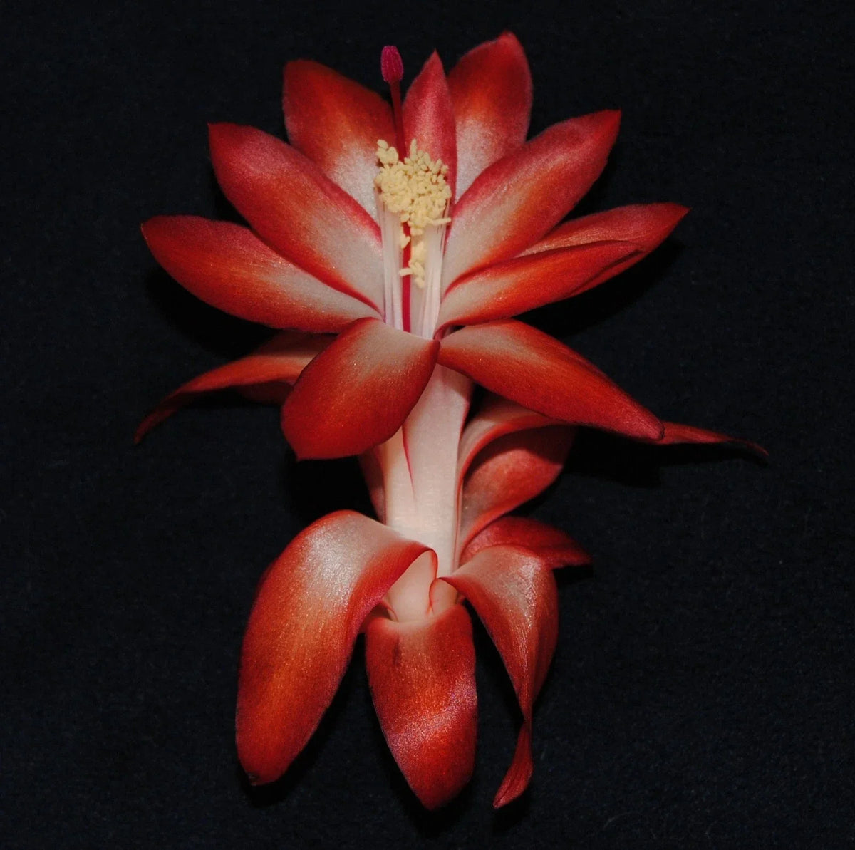 Christmas Cactus Starter Plant - Big Fire Variety - Healthy Schlumbergera Truncata - Indoor Gardening, Holiday Decor