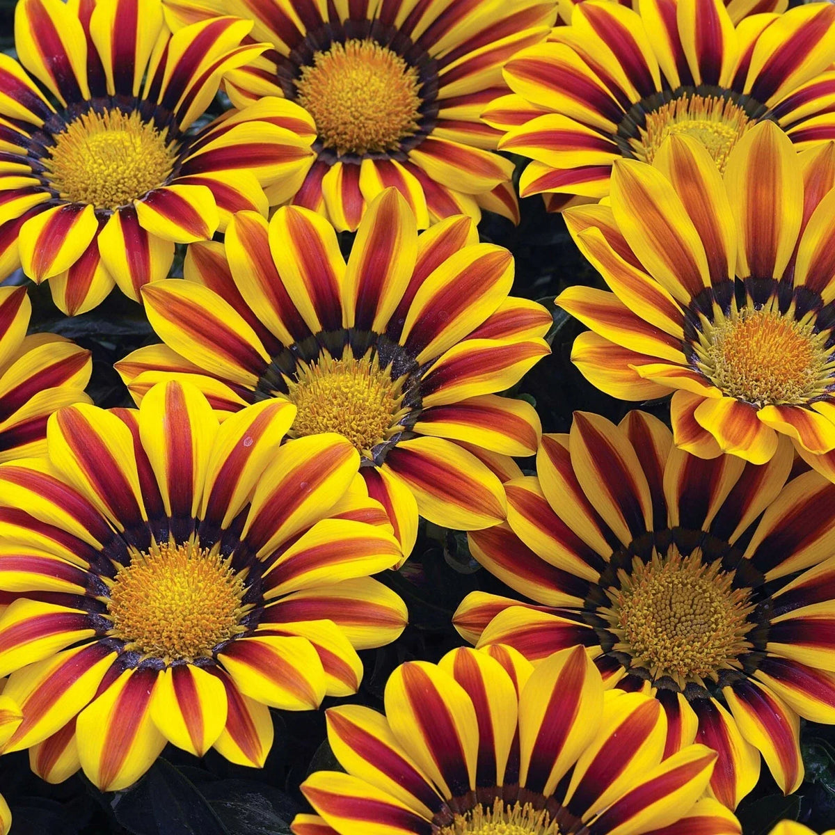 Gazinga Seeds - 100 Count - Colorful Blanket Flower Mix - Gaillardia aristata - Attracts Butterflies & Bees