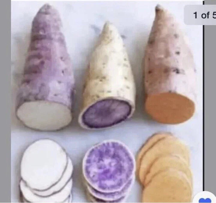 Sweet Potato Slips 15 Count Beauregard Japanese Red Okinawa Varieties for Planting - Ipomoea batatas
