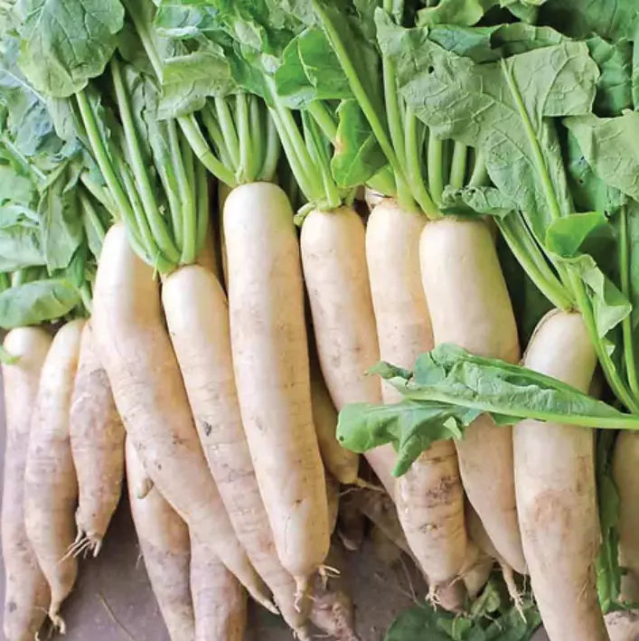 White Daikon Radish Seeds - 300+ Non-GMO Vegetable Seeds - Raphanus sativus var. longipinnatus - Ideal for Home Gardening