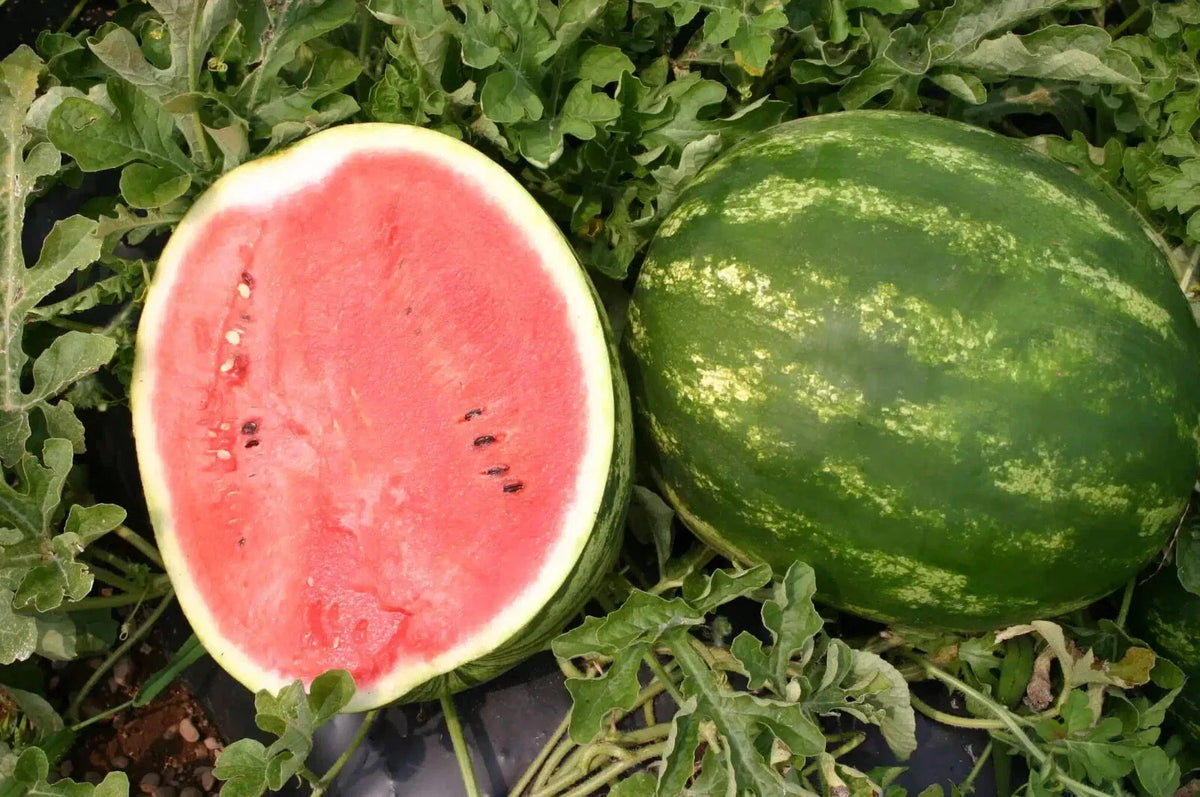 Top Gun Watermelon Seeds - 50+ Count - Citrullus lanatus - Non-GMO Garden Seeds for Home Planting - Free Shipping USA