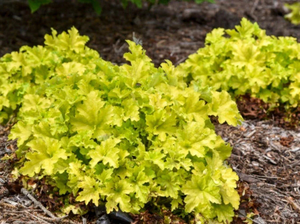 Bare Root Plant - Dolce Apple Twist Coral Bells - White Flowers - Heuchera sanguinea - Deer Resistant - Attracts Butterflies & Hummingbirds