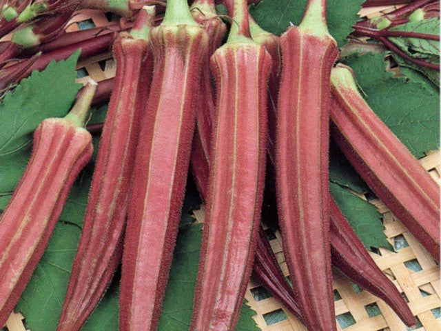Red Burgundy Okra Seeds - Organic Vegetable Seeds for Gardening - Abelmoschus esculentus - 50 Seeds per Packet