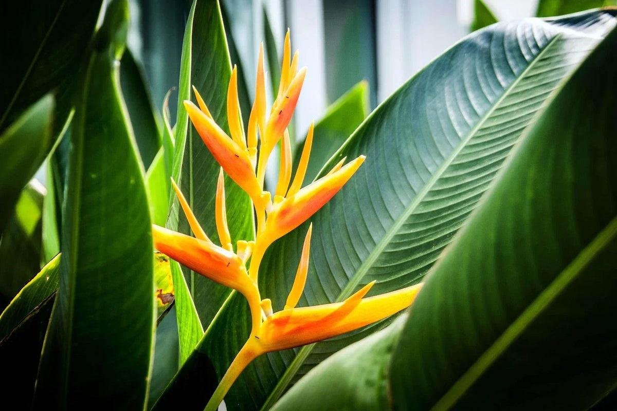 Gold Heliconia Seeds - 10 Pack - Champneana Variety - Heliconia champneana - Tropical Plant for Garden and Landscape