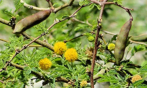 Sweet Acacia Seeds - 20+ Yellow Flower Seeds - Vachellia Farnesiana - Drought-Tolerant Garden Plant for Landscaping