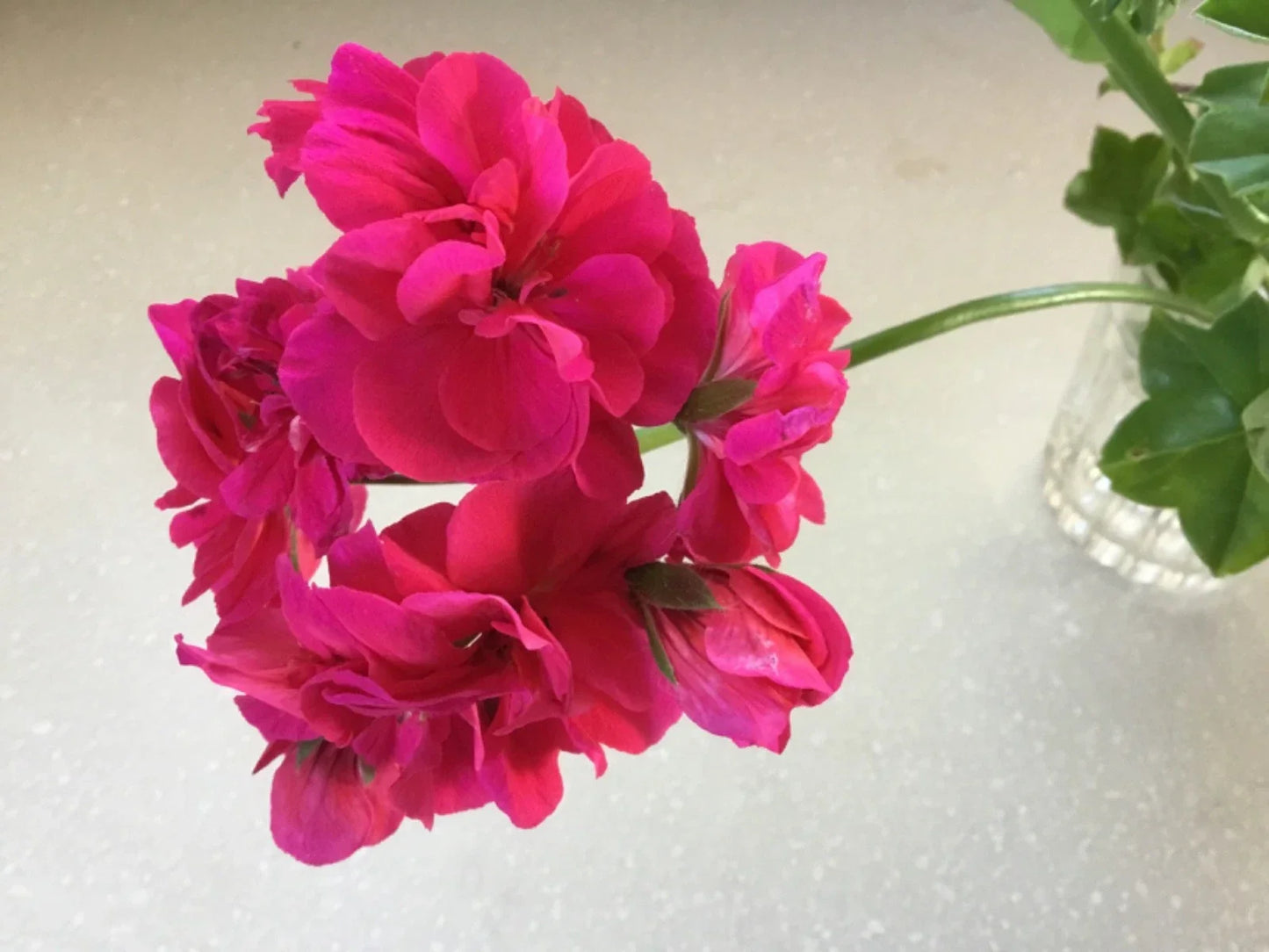 Ivy Geranium Cuttings 6 Pack Double Deep Rose Pelargonium peltatum for Rooting - Vibrant Garden Plants