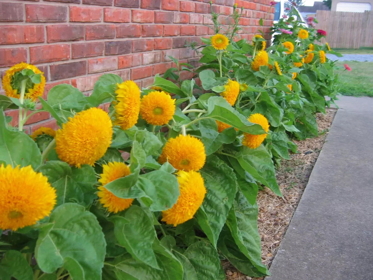 Teddy Bear Dwarf Sunflower Seeds 50 Pcs Non-GMO Heirloom Helianthus annuus - Charming Double-Petaled Yellow Blooms