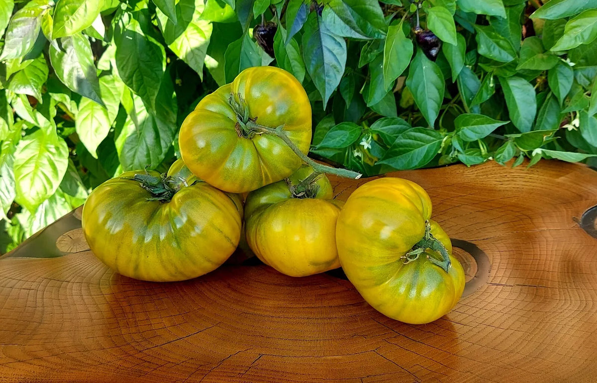 Cherokee Green Tomato Seeds - Organic Heirloom - 10+ Rare Non-GMO Seeds - Solanum lycopersicum for Home Gardening