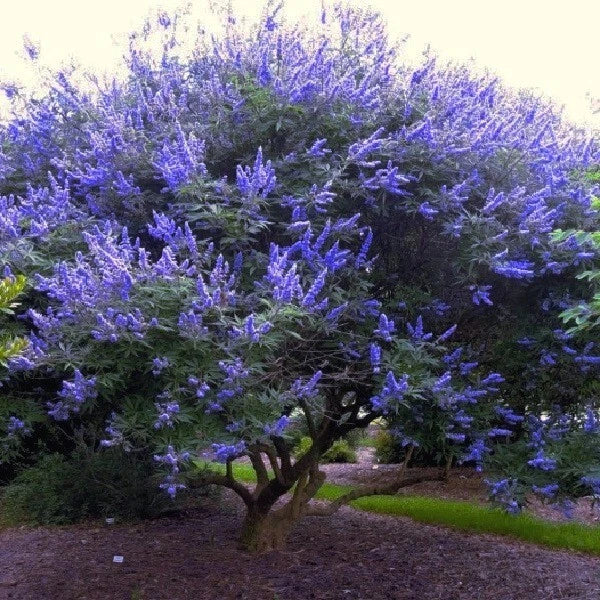 Chaste Tree Seeds - Fast Hardy Lilac Flower - Vitex agnus-castus - Drought Resistant & Pollinator Friendly