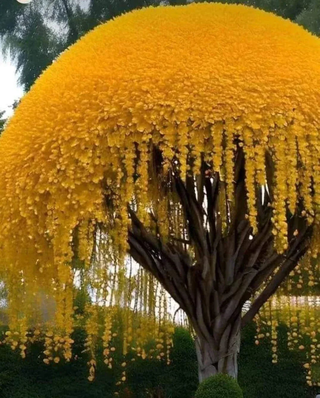 Golden Shower Tree Seeds (10 Seeds) - Weeping Yellow Blooms - Cassia fistula - Ideal for Landscaping & Garden Decor