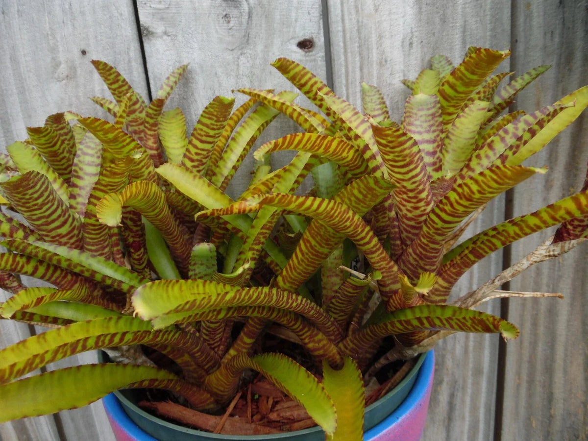 Mini Bromeliad Plant - Neoregelia WILD TIGER X ZONATA - Vibrant Tropical Foliage - Air-Purifying Indoor Plant