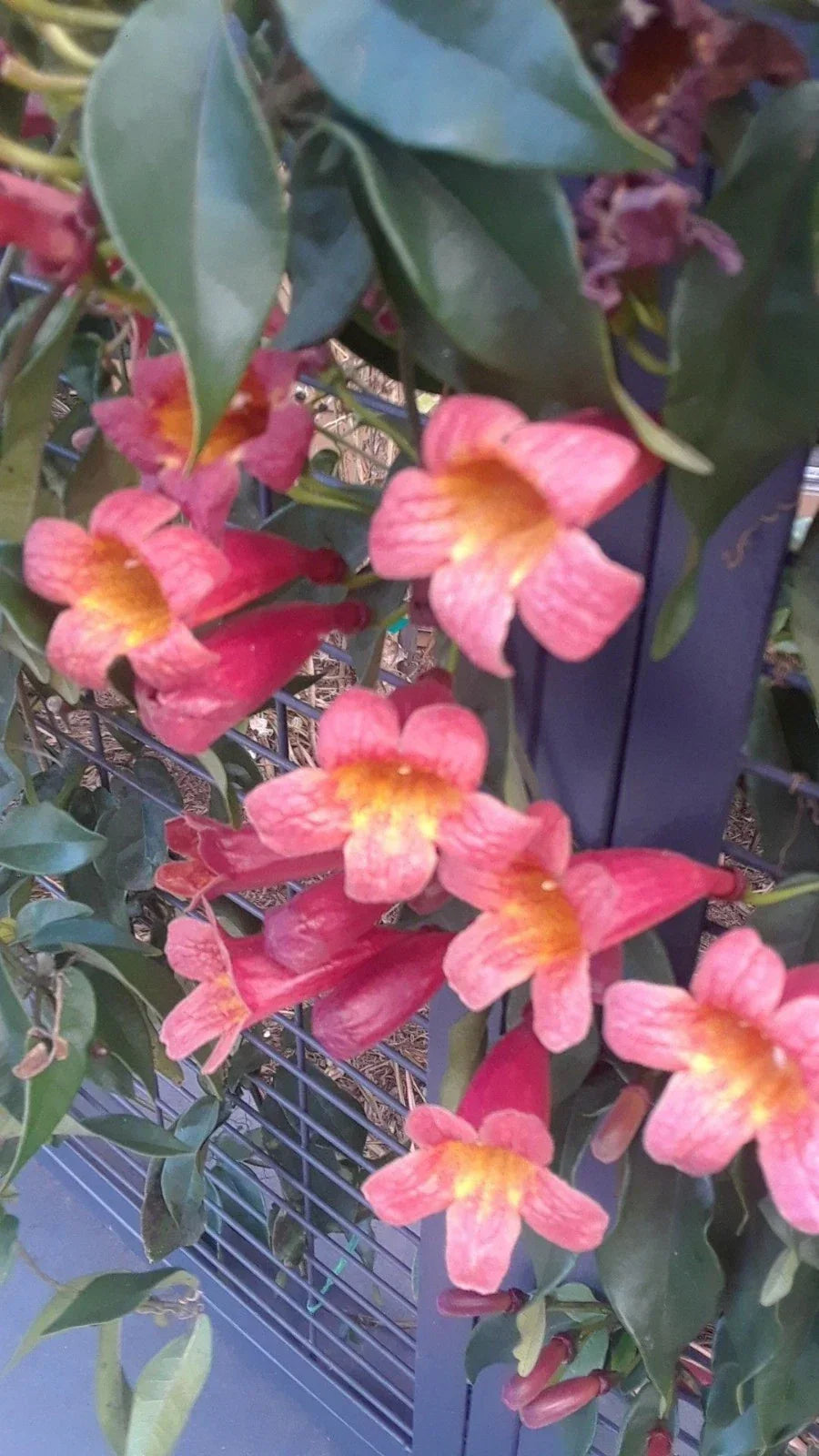 Crossvine Live Vines 10-Pack - Rare Bignonia Capreolata - Vibrant Orange Blooms - Southern Alabama Native