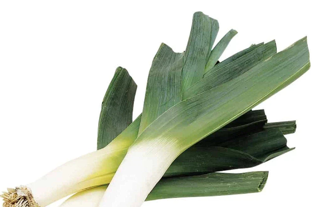 Organic Leek Seeds - 250+ Count Heirloom - Allium ampeloprasum - Non-GMO, Easy to Grow for Home Garden