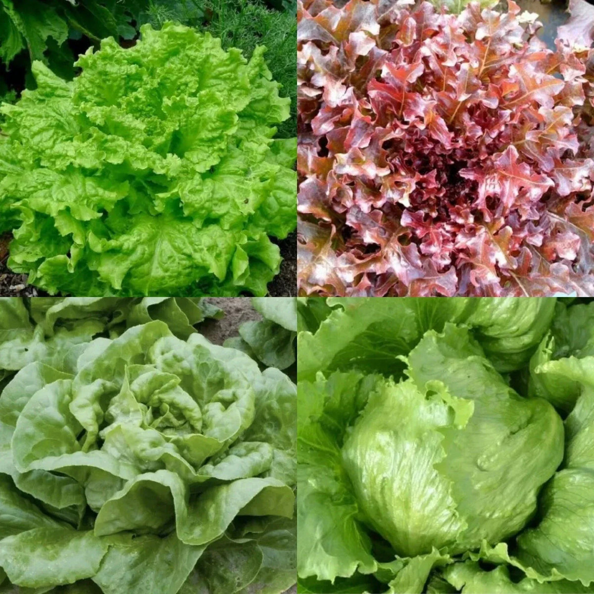 Lettuce Seeds Bulk - Organic Non-GMO Iceberg & Romaine - Lactuca sativa - Perfect for Home Gardening & Fresh Salads