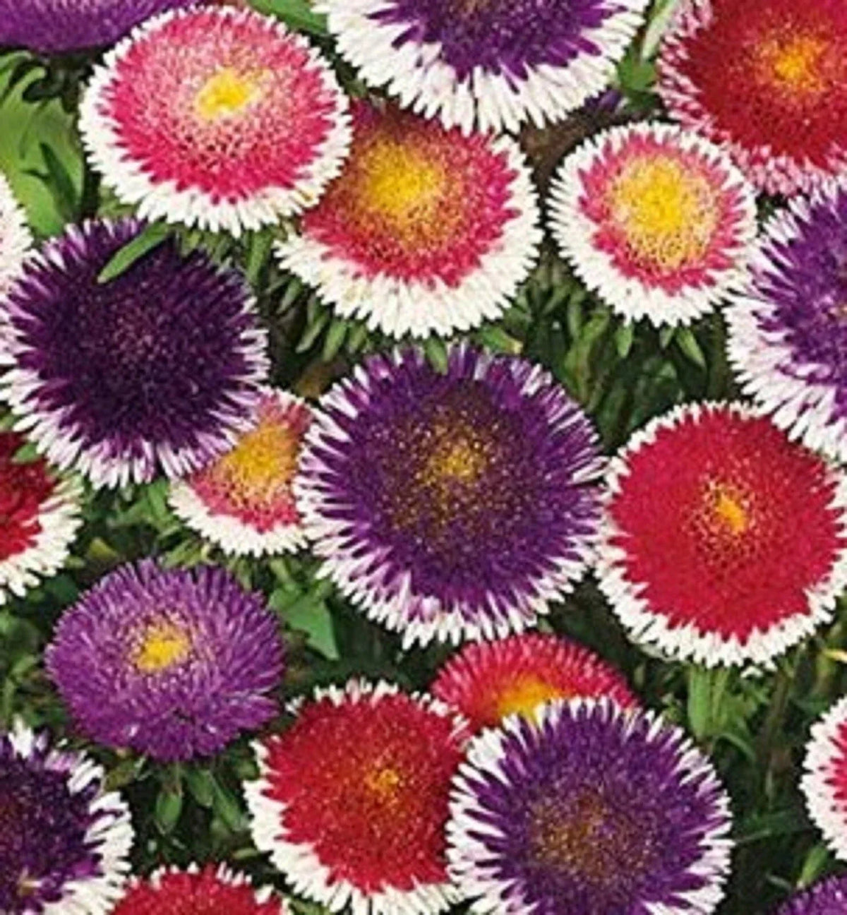 Aster Seeds 200 Count Pompon Hi-No-Maru Mix - Aster amellus - Vibrant Colorful Blooms for Garden and Cut Flowers