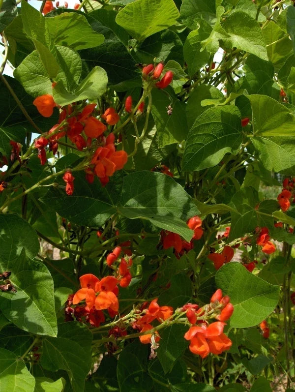 Scarlet Runner Bean Seeds - Non-GMO Heirloom Variety - Phaseolus coccineus - 25 Fresh Seeds for Vibrant Vegetable Garden