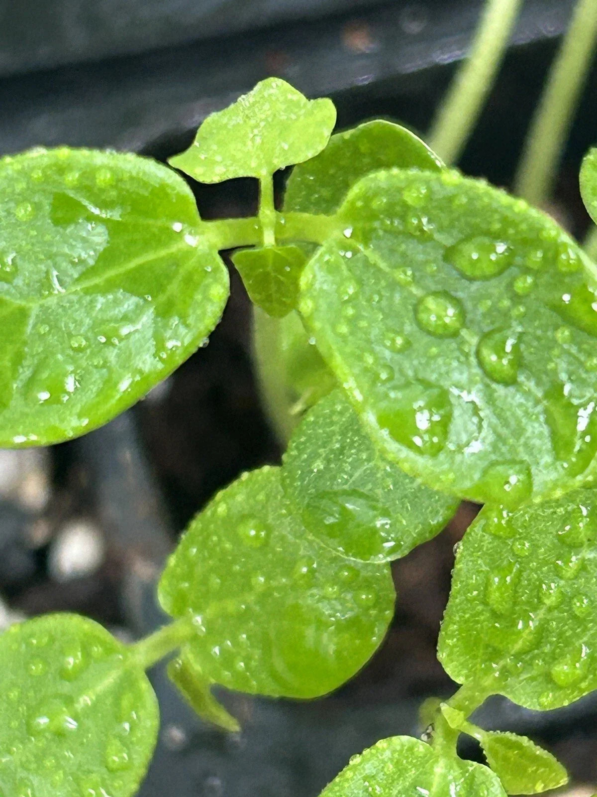Papaya Seedling Plant 3" Pot Carica papaya Live Fruit Plant for Home Garden Tropical Plant Easy Care