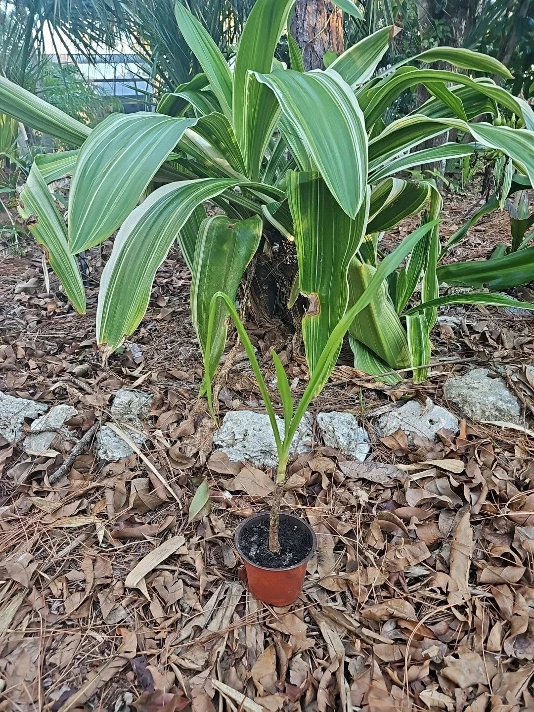 Crinum Lily Plant 4” Pot Variegated Giant White Spider (Crinum asiaticum) Live Houseplant Garden Decor
