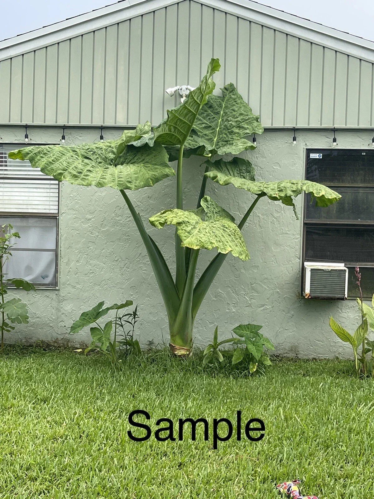 Giant Taro Plant Bare Root 20" Colocasia esculenta Elephant Ear for Tropical Garden Decor