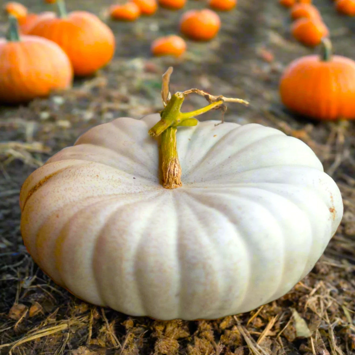Flat White Boer Pumpkin Seeds | Stackable Cinderella Casper Squash | Cucurbita pepo | 2025 Seed Packet (10 Seeds)