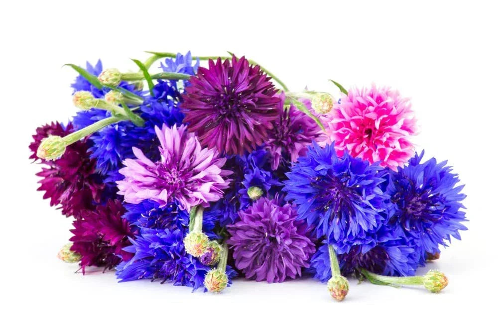 Polka Dot Bachelor Button Seeds - 1,000 Heirloom Non-GMO Seeds - Centaurea cyanus - Vibrant Pink, Blue, and White Blooms
