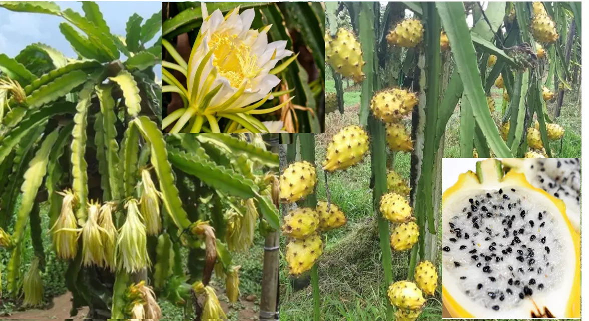 Yellow Dragon Fruit Seeds - 25+ Seeds - Hylocereus megalanthus - Megalanthus Yellow Pitaya for Home Gardening