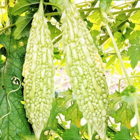 Bitter Melon Seeds 15+ Count White Pearl Variety Momordica charantia Non-GMO Organic for 2025 Planting