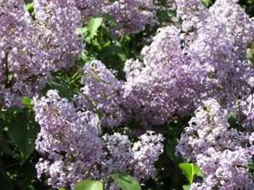 Lilac Bush Set of 2 Live Plants, Old Fashion Purple, Bare Root, Syringa vulgaris, Fragrant Spring Blooms