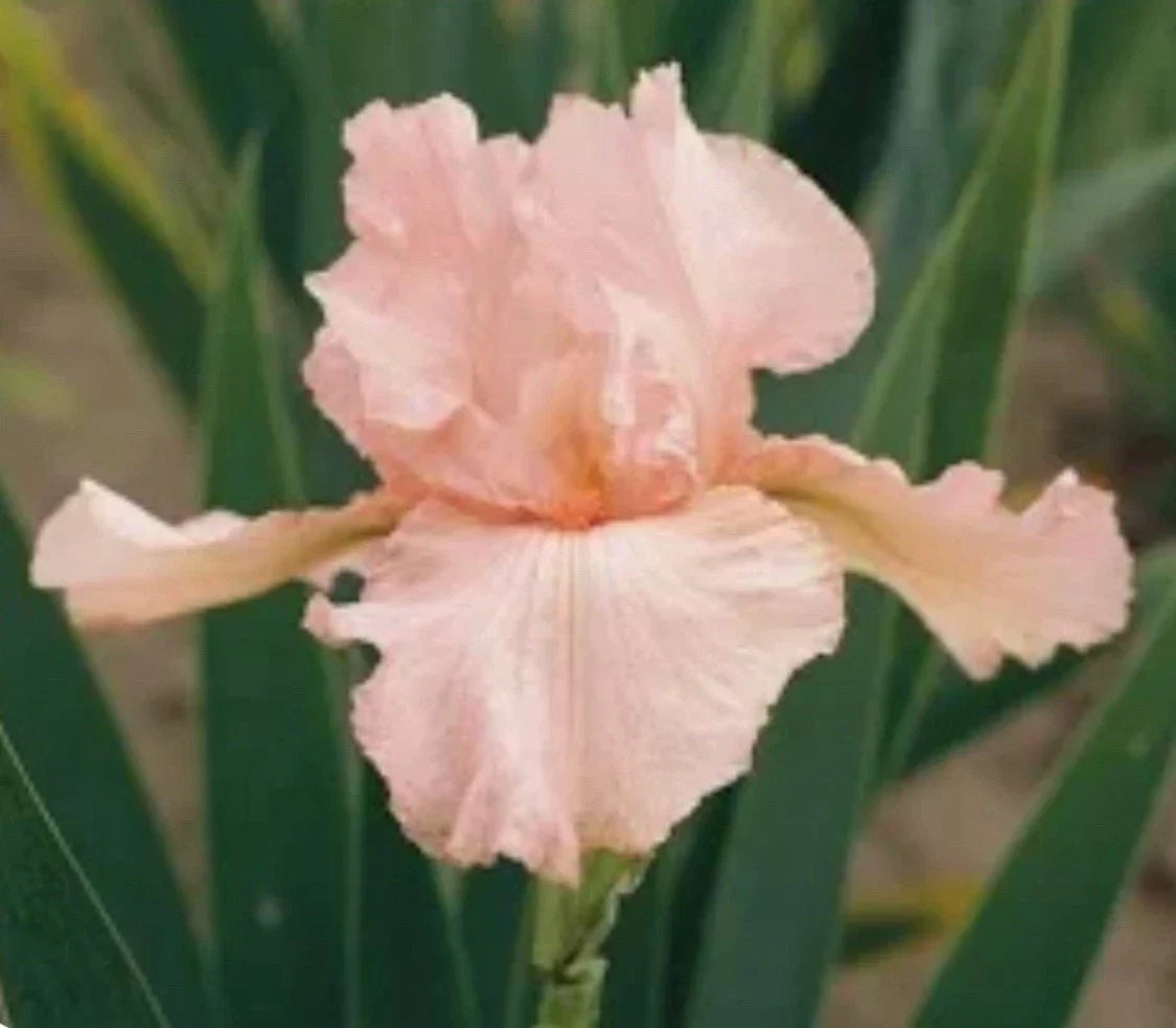 Tall Bearded Iris Bulb - Pink Variety - Freshly Dug - Iris germanica - Low Maintenance, Pollinator Friendly