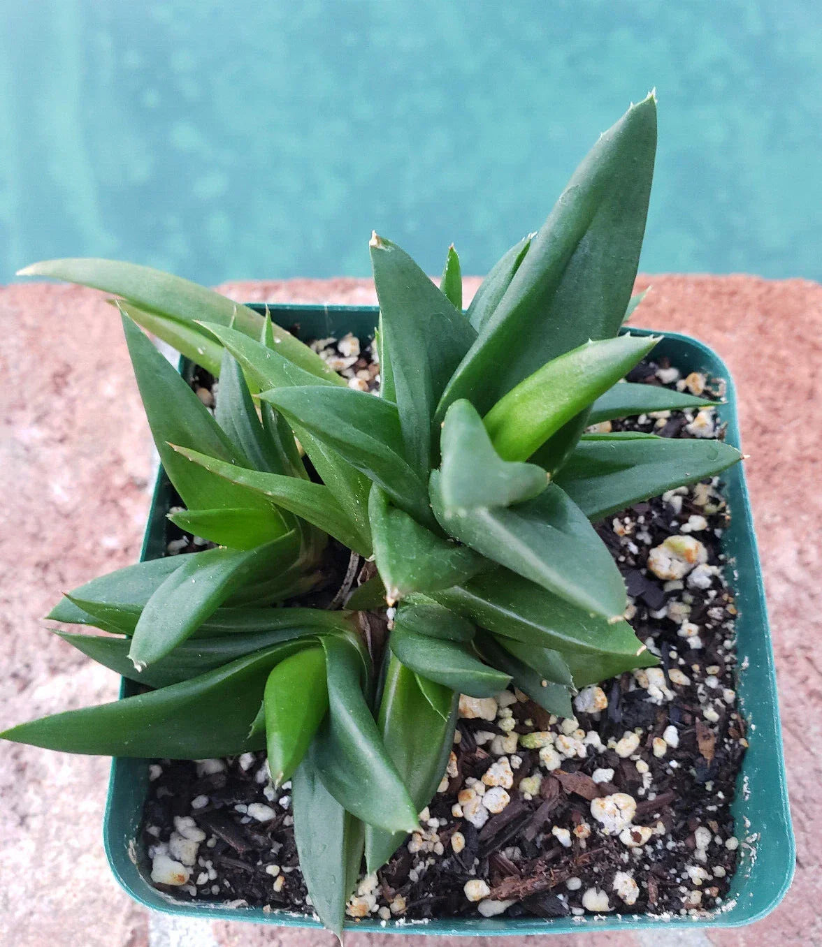 4" Potted Plant - Alworthia Pentagona 'Black Gem' - Low Maintenance Succulent - Indoor Houseplant with Unique Foliage