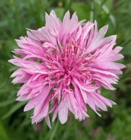 Pink Bachelor Button Seeds - 400+ Count - Centaurea Cyanus - Vibrant Pink Flower Garden Seeds for Pollinator-Friendly Blooms