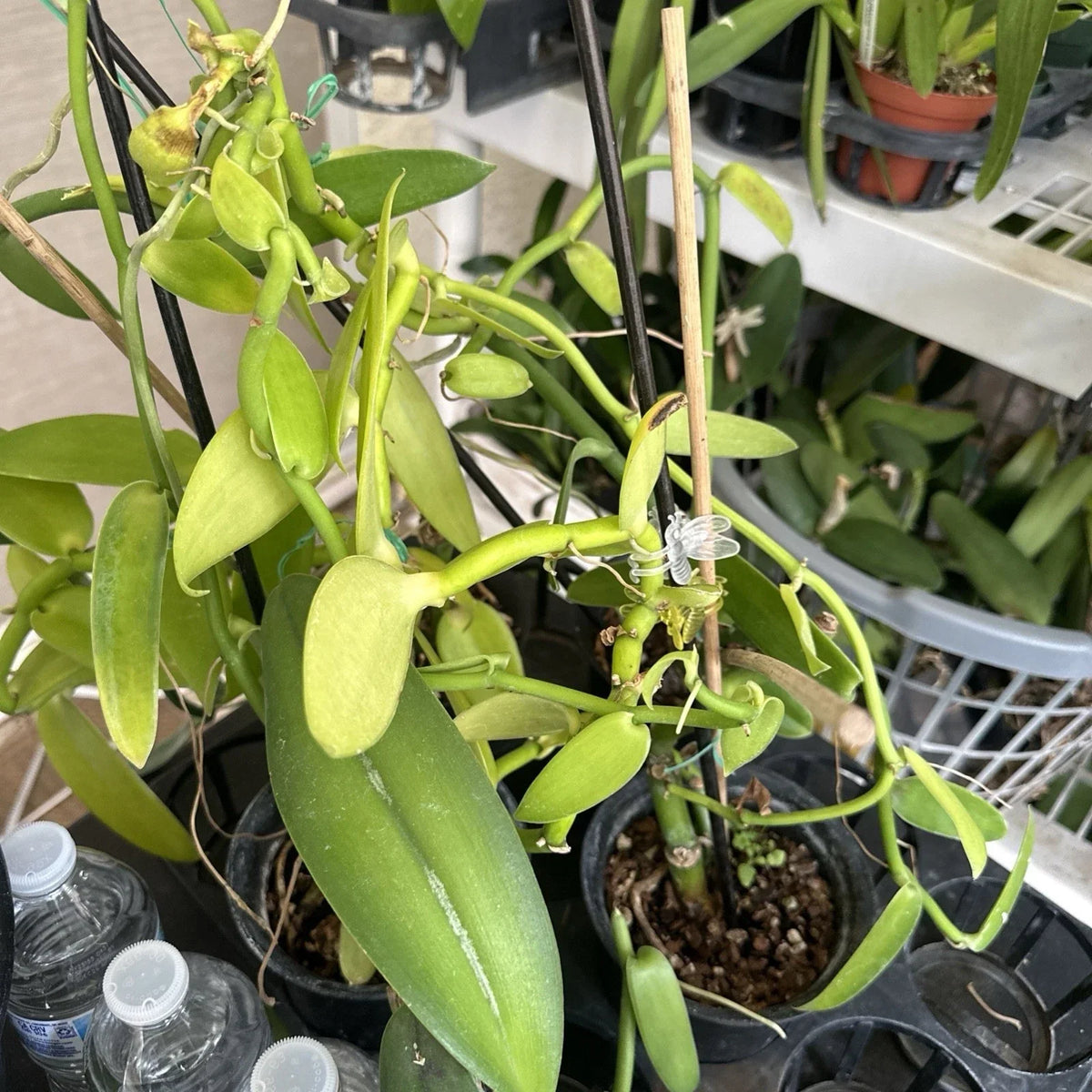 Vanilla Bean Orchid Cutting - 10" Fresh Cutting - Vanilla Planifolia - Aromatic & Easy Care Plant for Home or Garden