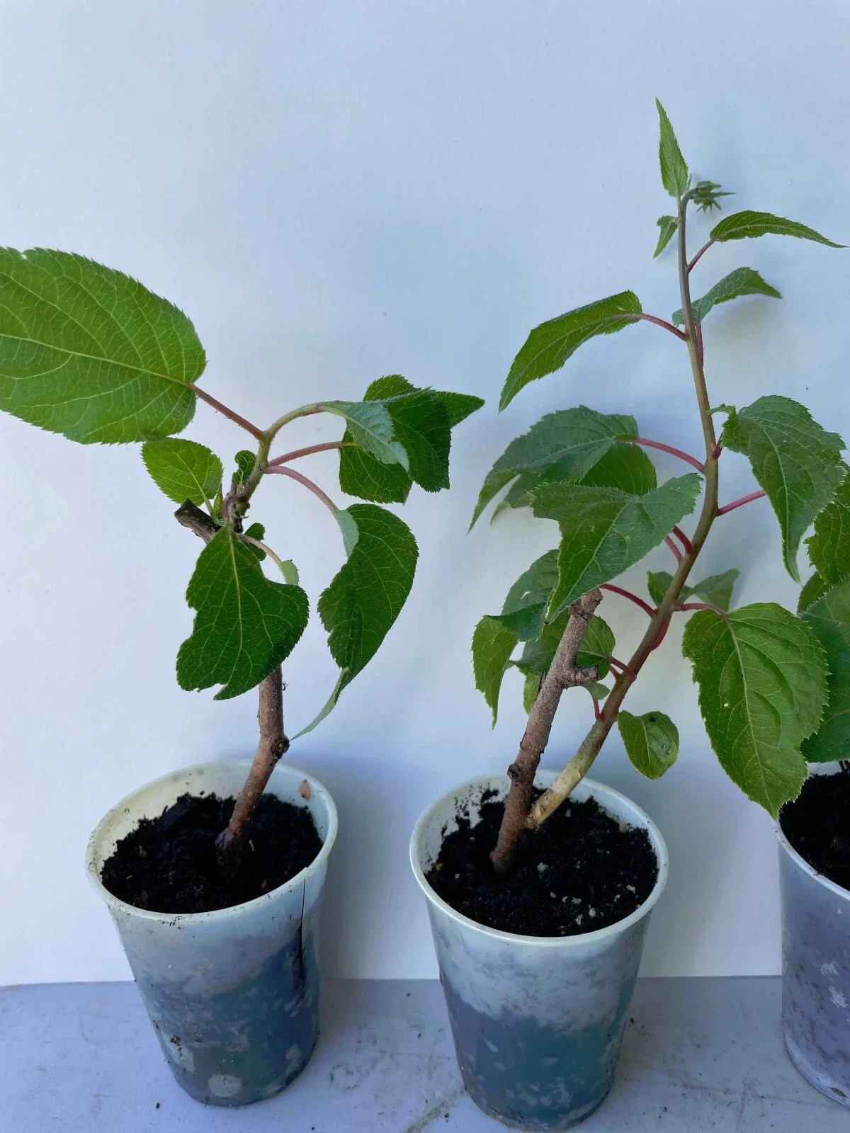 Prolific Hardy Kiwi Live Plant - Fast-Growing Edible Fruit Vine - Actinidia Arguta - 4-Inch Pot - Cold Hardy Garden Vine