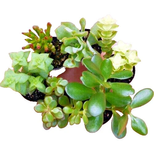Succulent Cuttings 10-Pack Crassula Mix Unrooted Jade Money Variegated Crassula spp. - Easy Propagation for Indoor Outdoor Garden