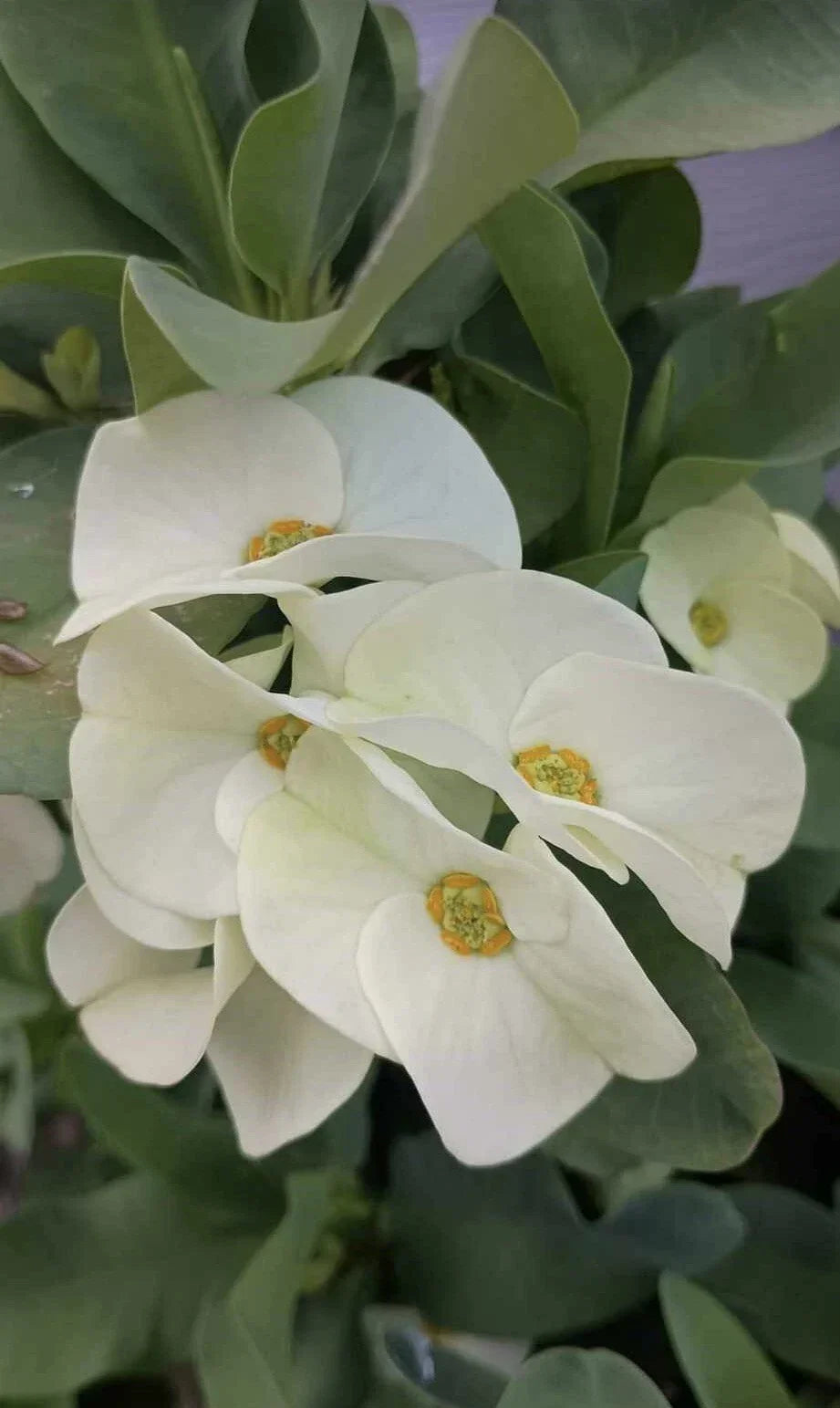 Large Flower White Crown of Thorns Cutting (1 Count, No Roots) - Euphorbia milii, Easy Indoor Plant Propagation