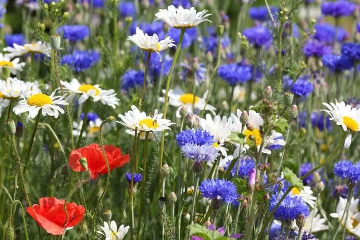 Wildflower Seed Mix - 1000+ Seeds - Red White & Blue - Drought Resistant, Attracts Bees - Various Species