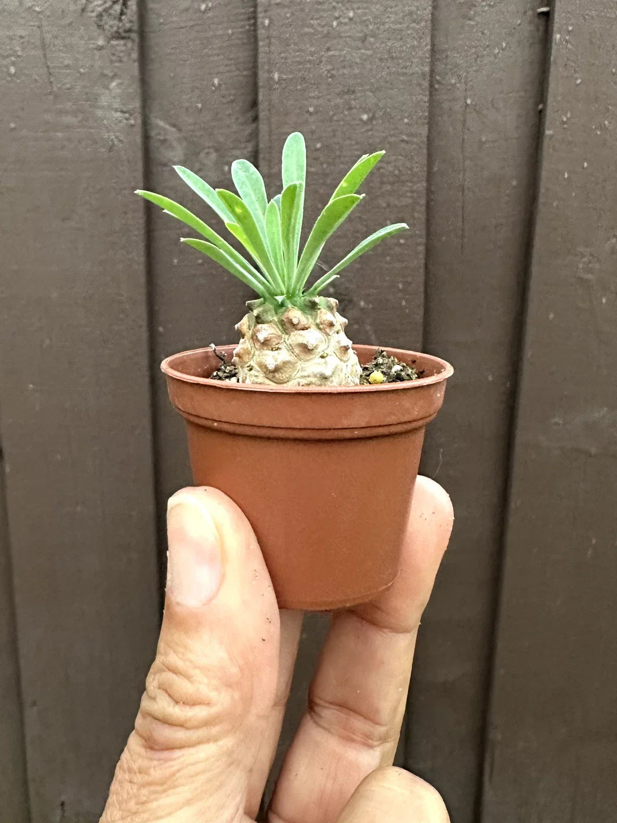 Euphorbia 'Cocklebur' Starter Plant - 1 3/4 Inch Pot - Drought Tolerant Succulent - Euphorbia × japonica - Unique Foliage
