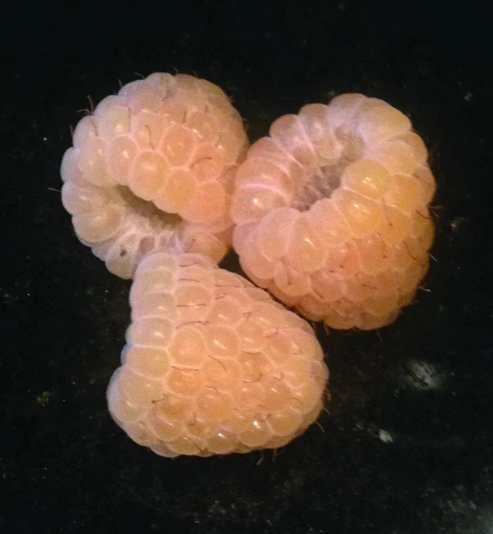 Yellow Anne Raspberry Live Starter Plant - Self-Pollinating, Medium/Large Yellow Berries, Rubus idaeus 'Anne' - Zones 4-9