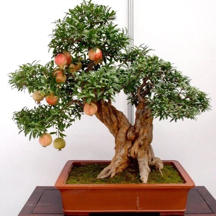 50pcs Bonsai Pomegranate Seeds - Sweet Fruit Variety - Punica granatum - Indoor/Outdoor Gardening - USA Seller