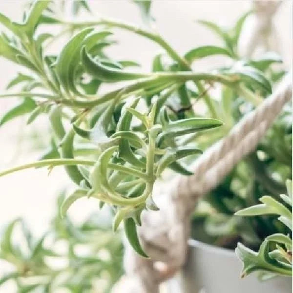 String of Dolphins Succulent Plant - Rooted Senecio Peregrinus - Unique Dolphin-Shaped Leaves - Perfect for Indoor/Outdoor Gardening