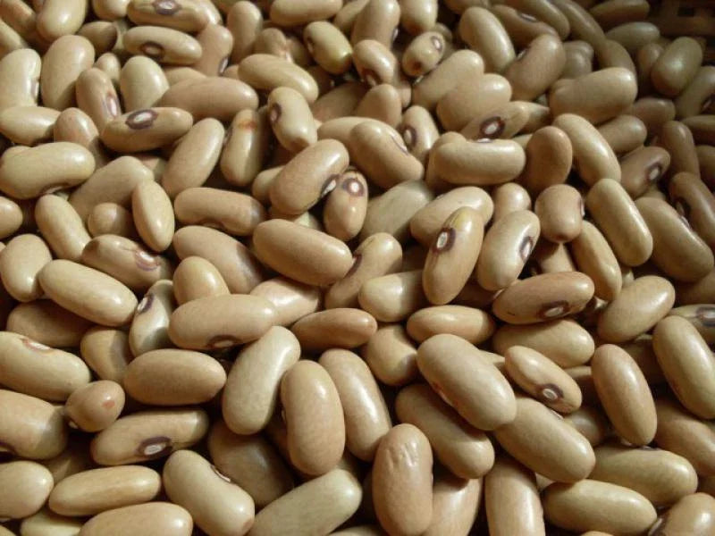 Arikara Yellow Bush Beans Seeds - Heirloom, Drought-Tolerant, 10 Seeds, Phaseolus vulgaris, Fast Growing