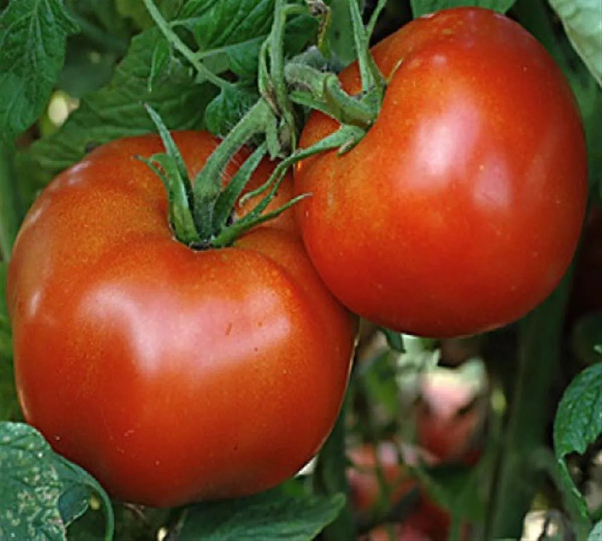 Marglobe Tomato Seeds - Heirloom NON-GMO, Ideal for Salads, Solanum lycopersicum, Seed Packets (25 Seeds)