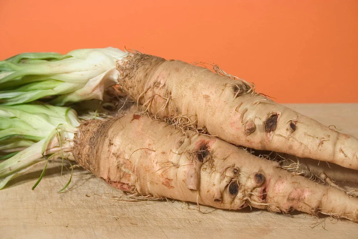Salsify Seeds 100 Count - Sandwich Island Variety - Non-GMO Root Vegetable - Tragopogon porrifolius