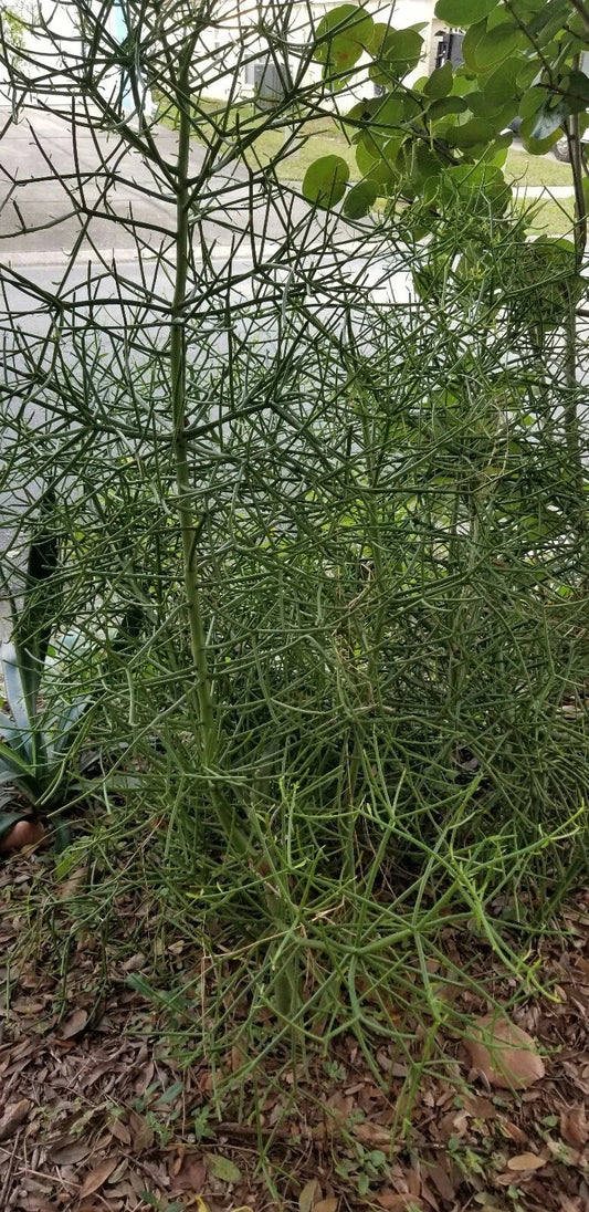 Euphorbia Tirucalli Cuttings - 10 Fire Stick Pencil Cactus Cuttings - 5 Inch Each - Easy Grow Succulent Plant
